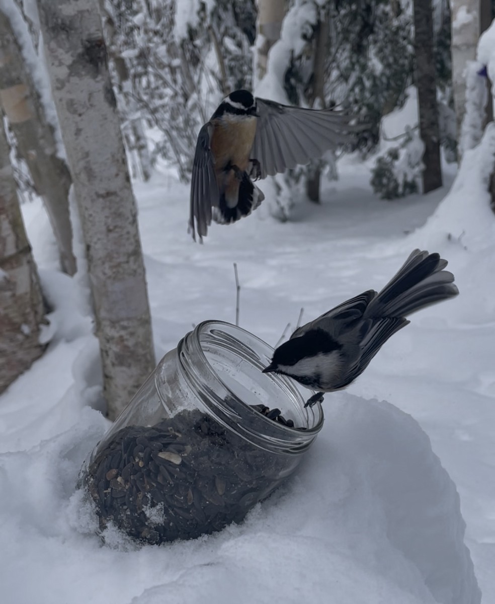 Black-capped Chickadee - ML645115326