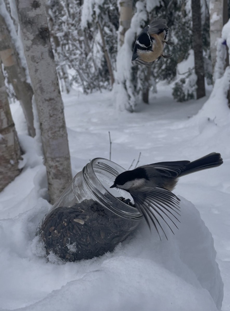Black-capped Chickadee - ML645115327