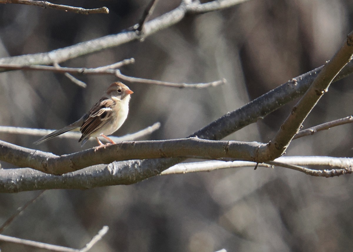 Field Sparrow - ML645115337