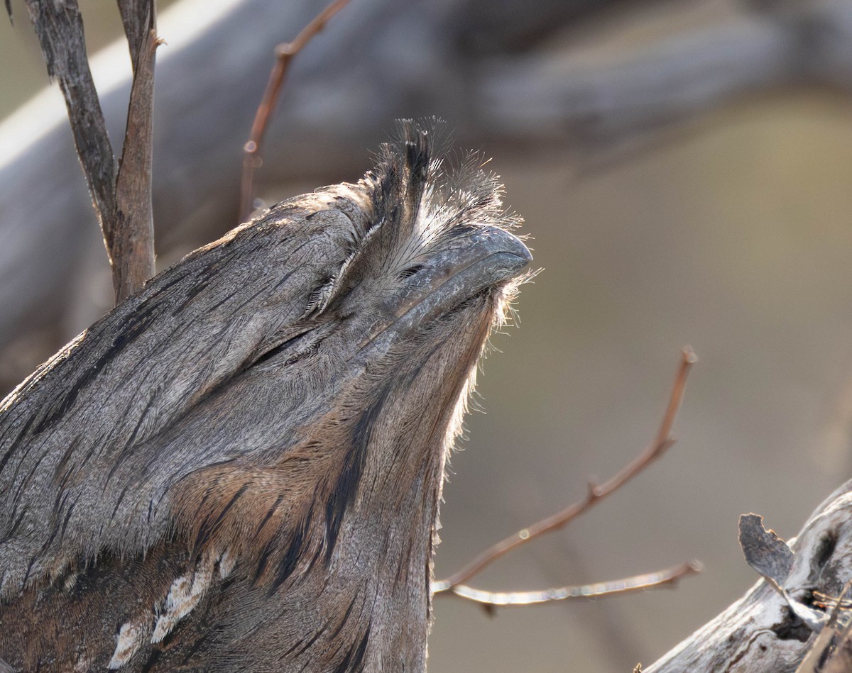 Tawny Frogmouth - ML645115345
