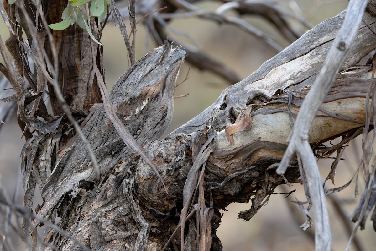 Tawny Frogmouth - ML645115346