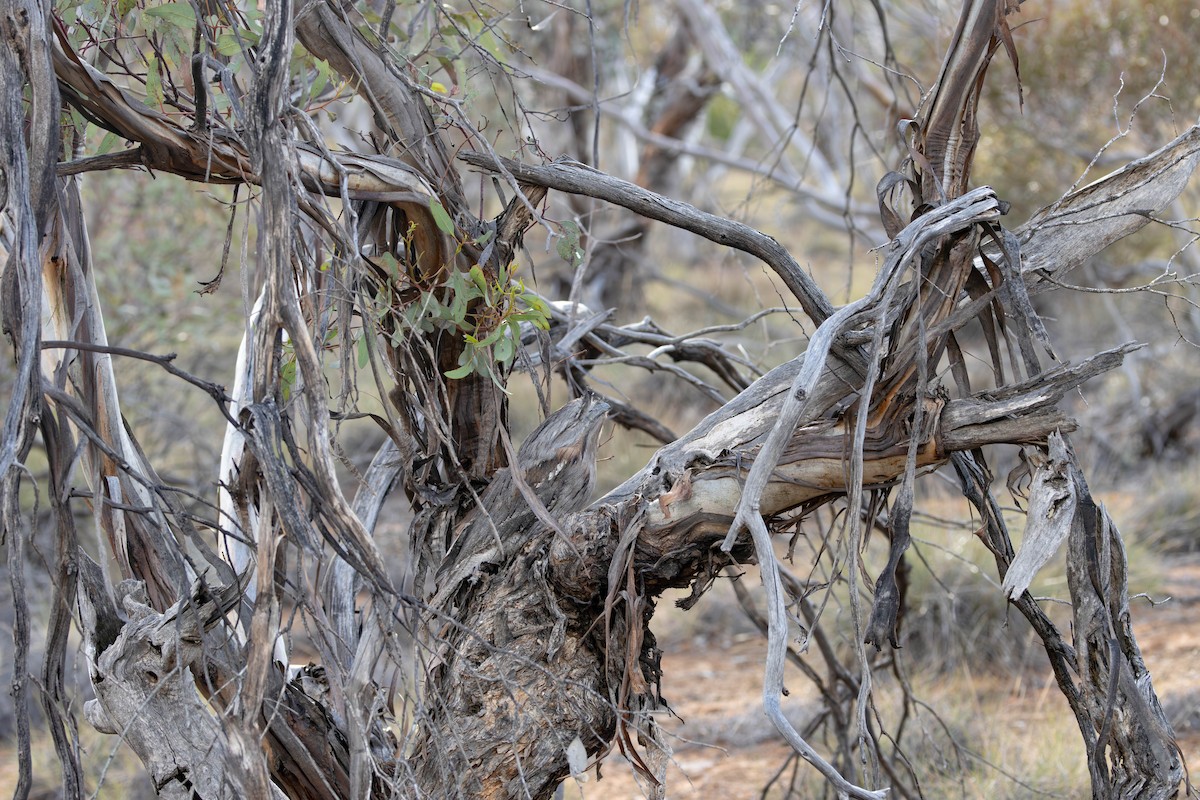 Tawny Frogmouth - ML645115347