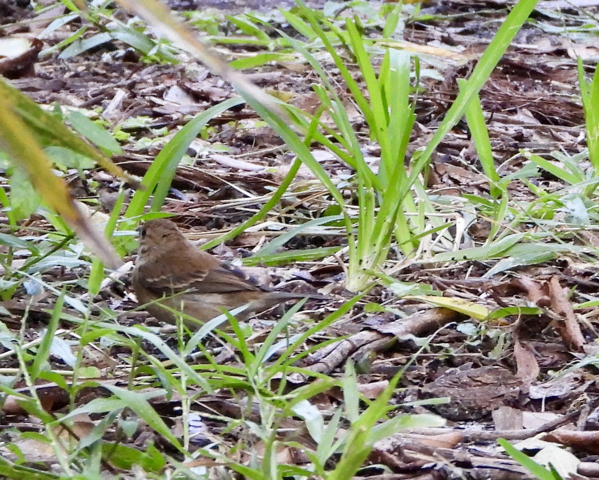 Passerin indigo - ML645115349