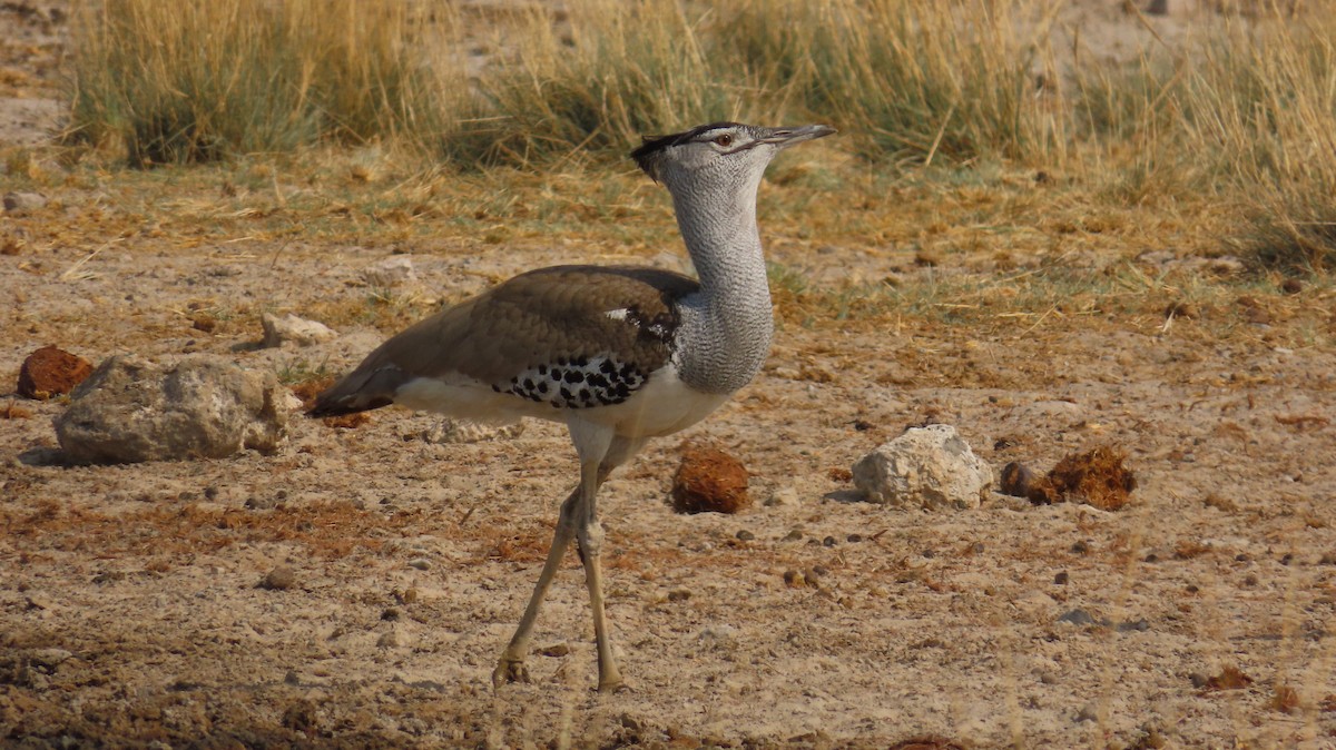 Kori Toyu - ML645115368