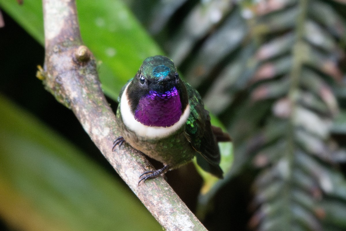 Ametist Kolyeli Günmeleği - ML645115371