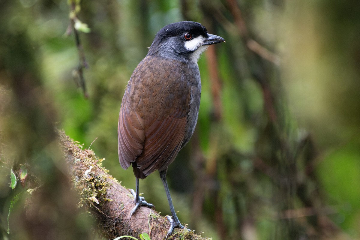 Tororoí Jocotoco - ML645115382