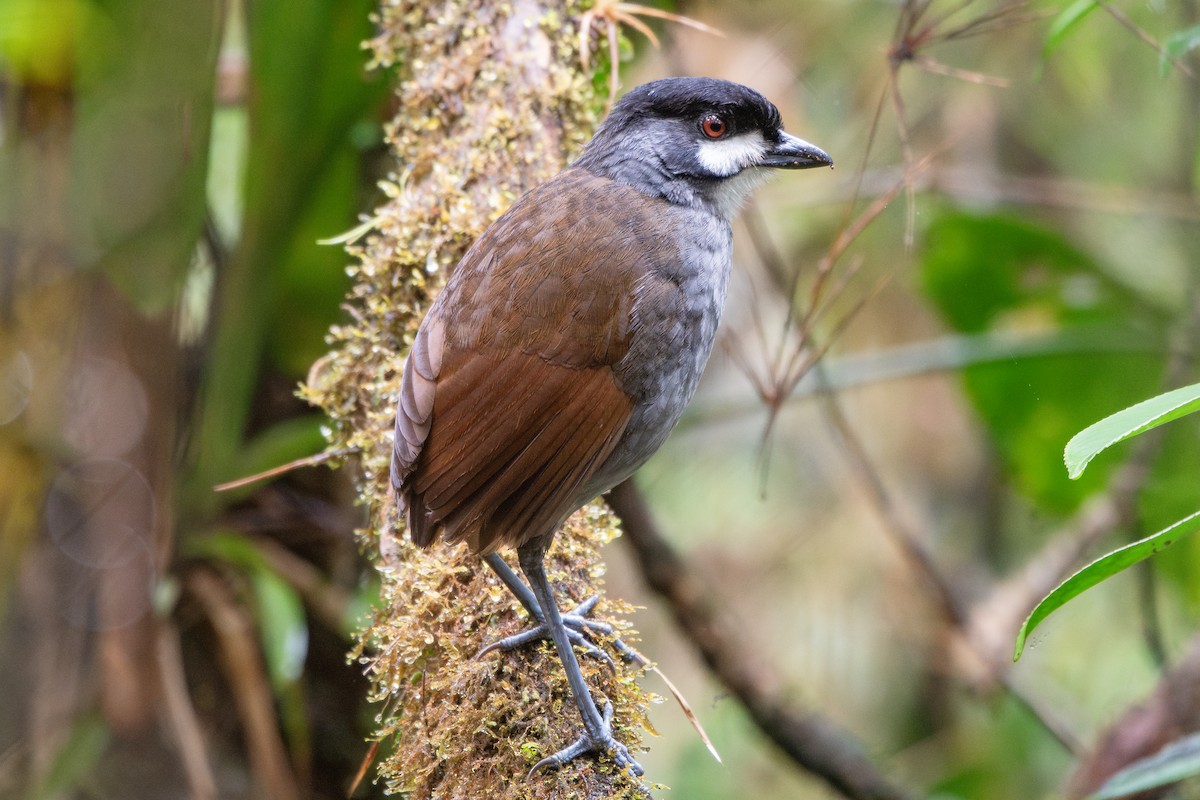 Tororoí Jocotoco - ML645115383