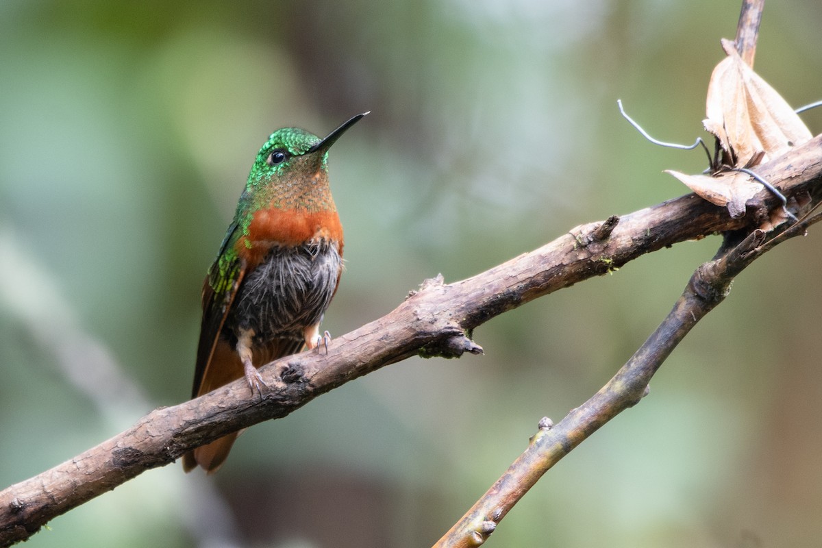 Colibrí Pechirrojo - ML645115389