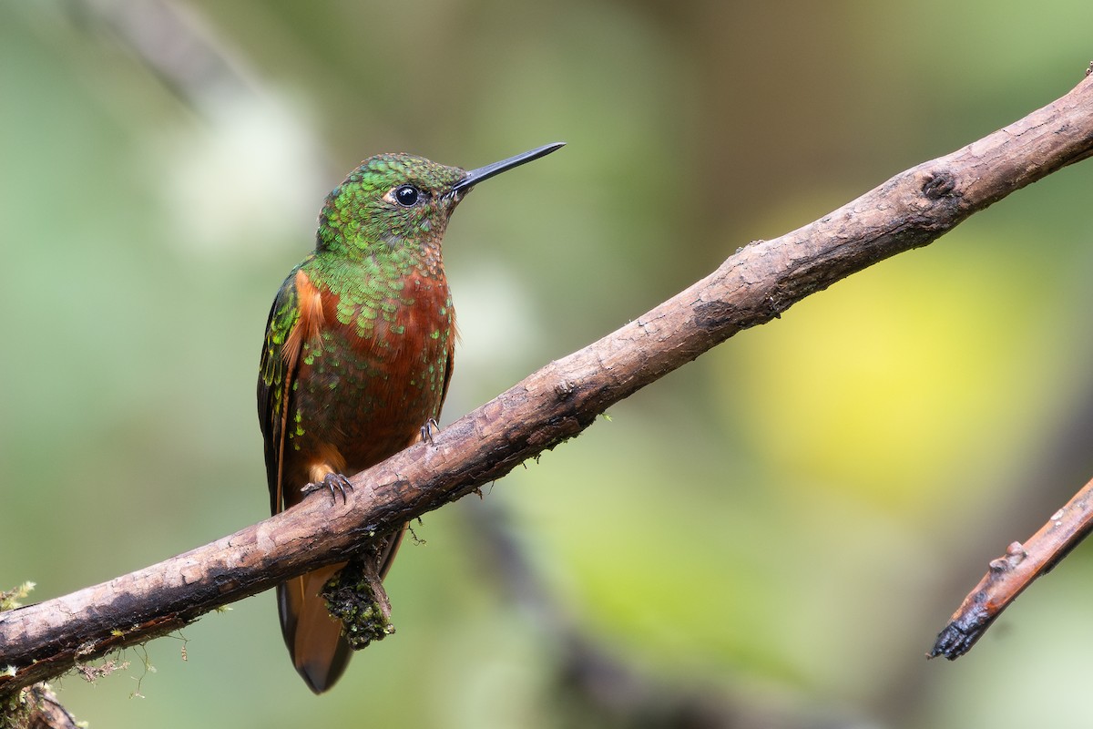 Colibrí Pechirrojo - ML645115390