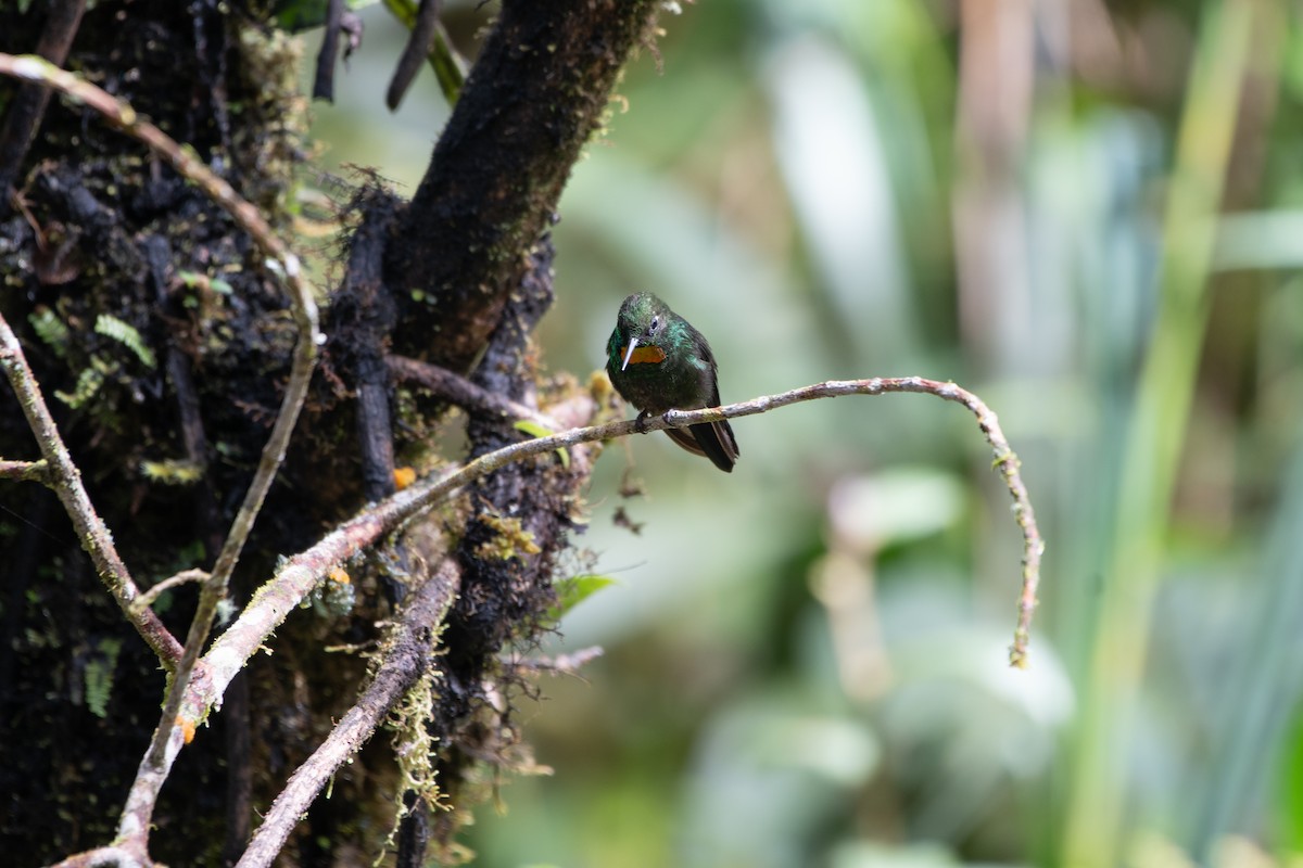 Colibrí Lucero - ML645115397