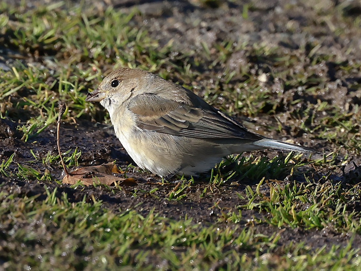 Passerin indigo - ML645115402