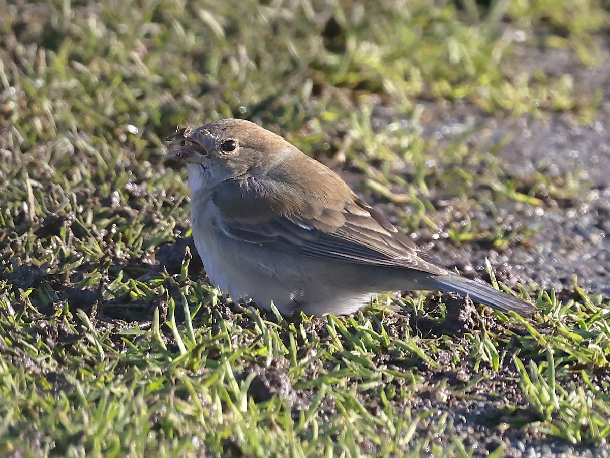 Passerin indigo - ML645115404
