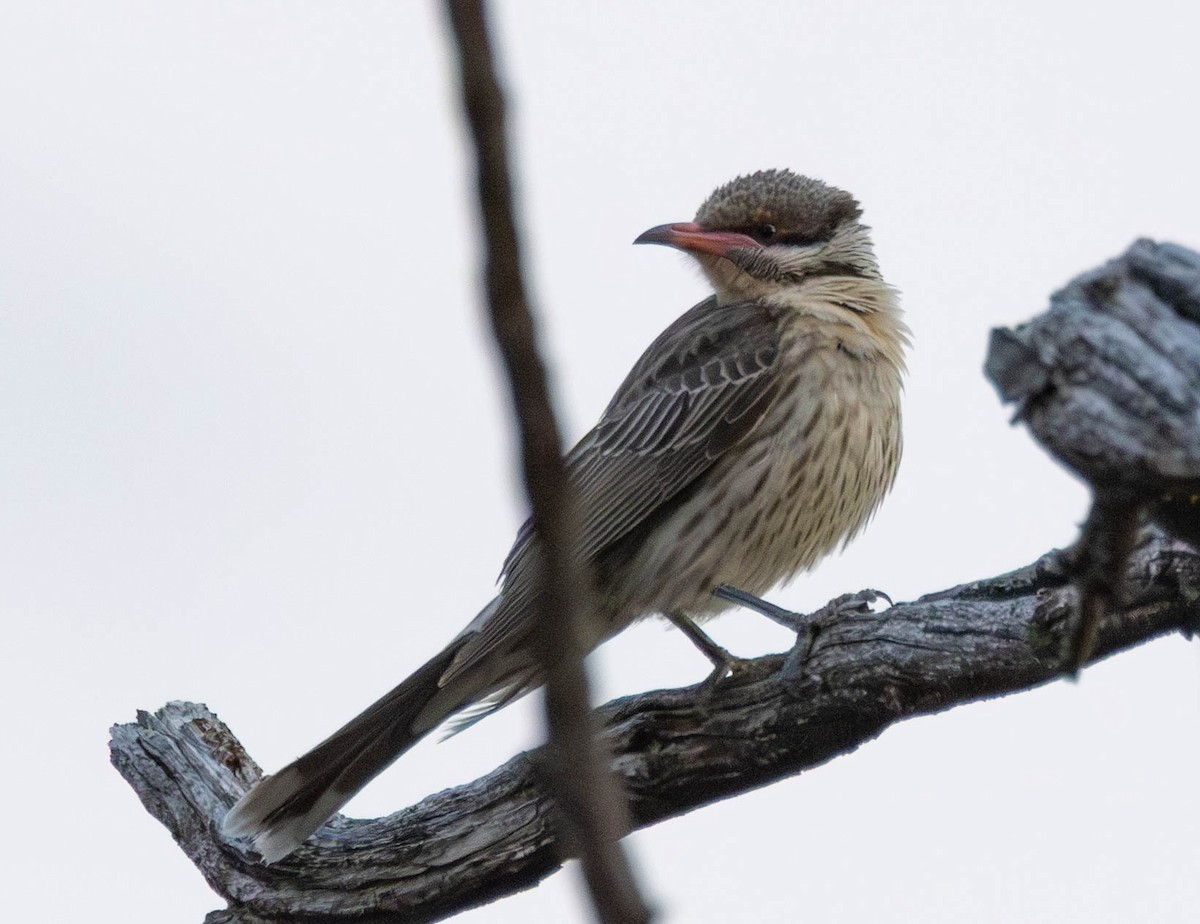 Diken Yanaklı Balkuşu - ML645115445