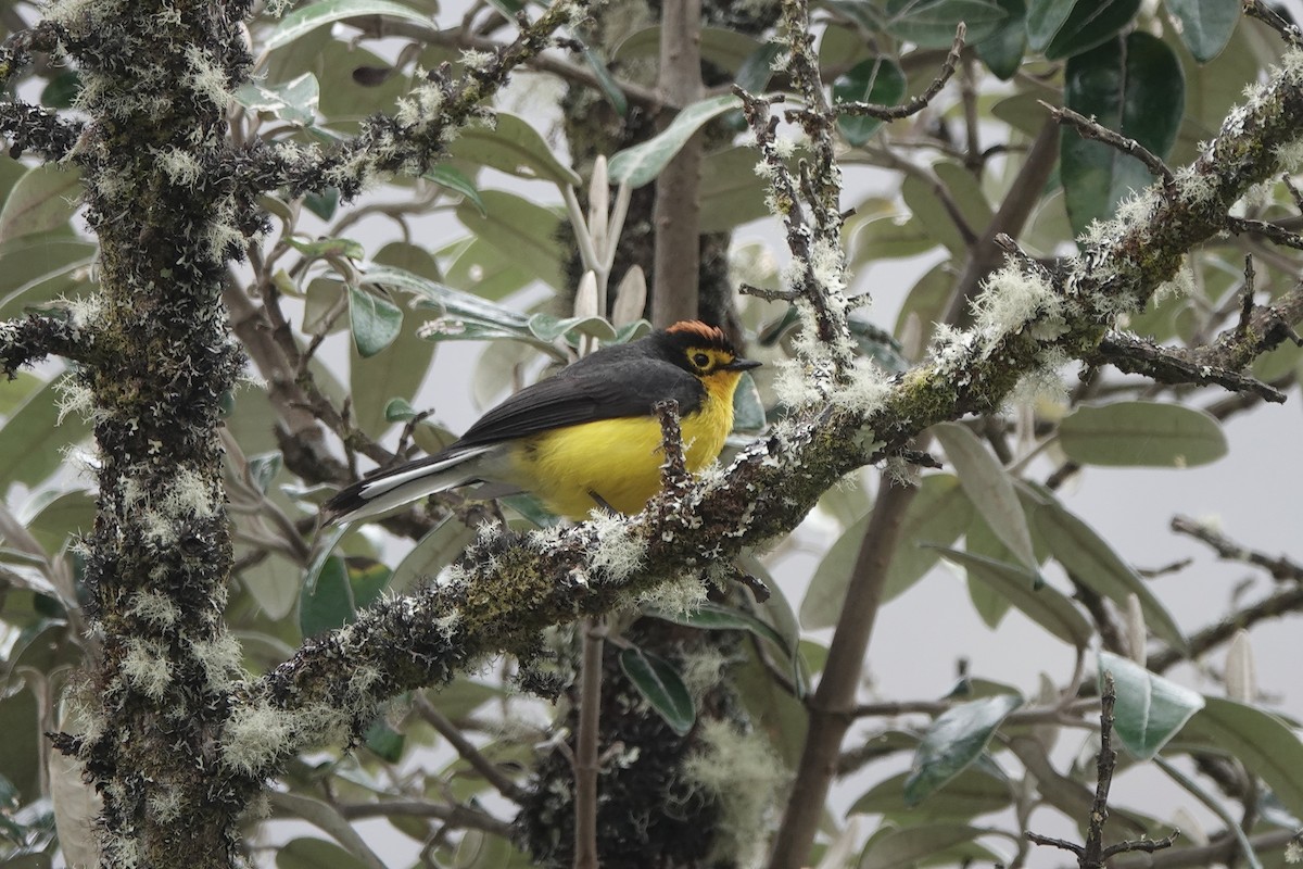 Spectacled Redstart - ML645115459