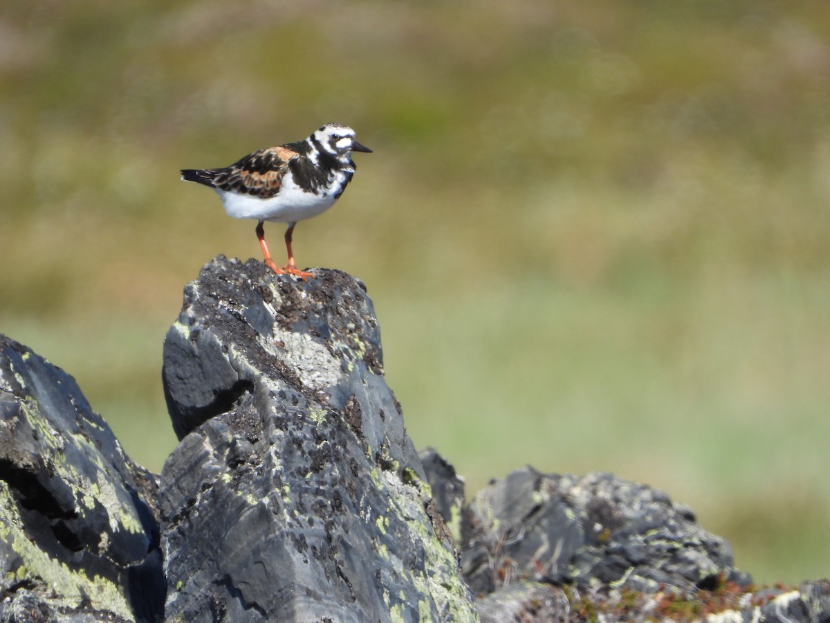 Vuelvepiedras Común - ML645115463