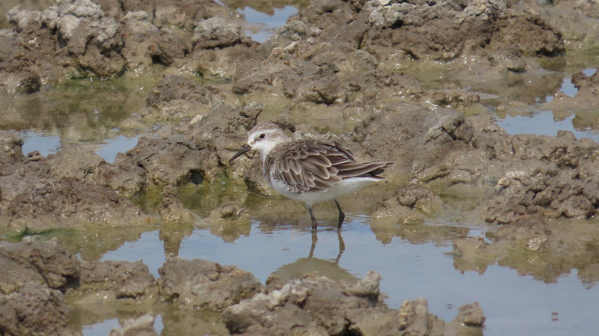 Little Stint - ML645115466