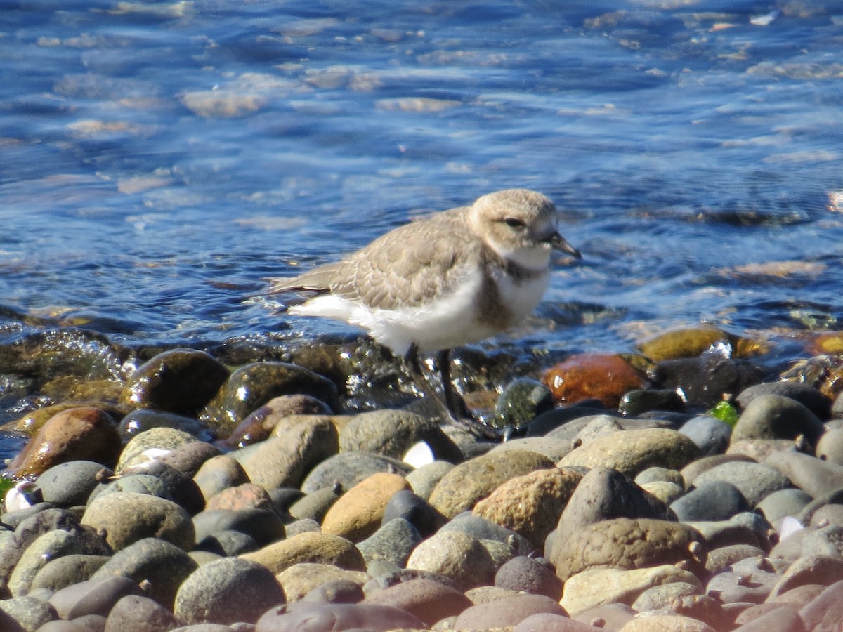 Chorlitejo Malvinero - ML645115471