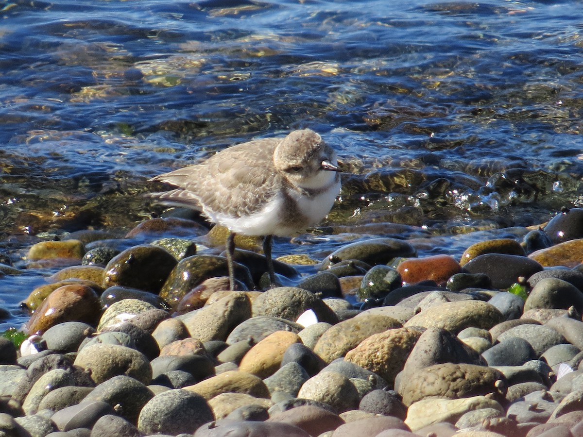 Chorlitejo Malvinero - ML645115475