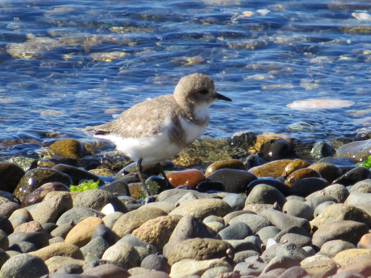 Chorlitejo Malvinero - ML645115476