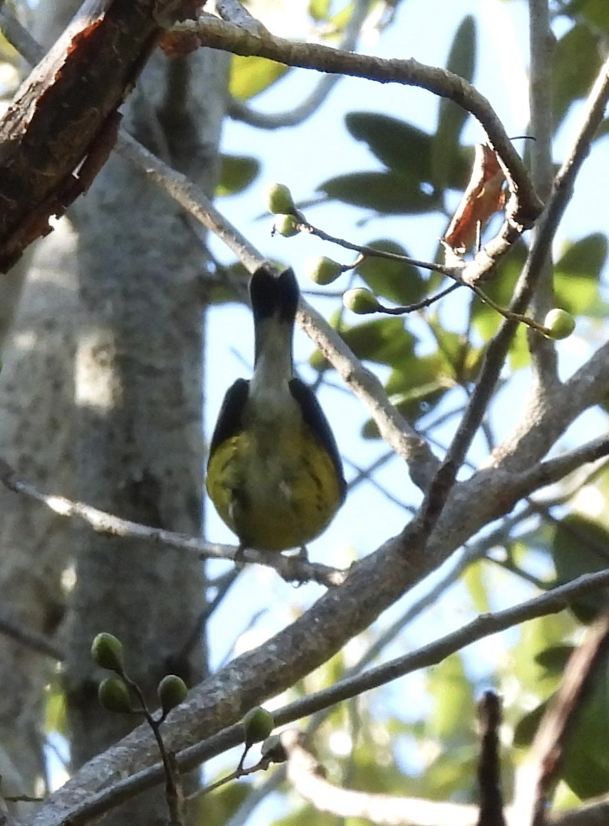 Magnolia Warbler - ML645115482