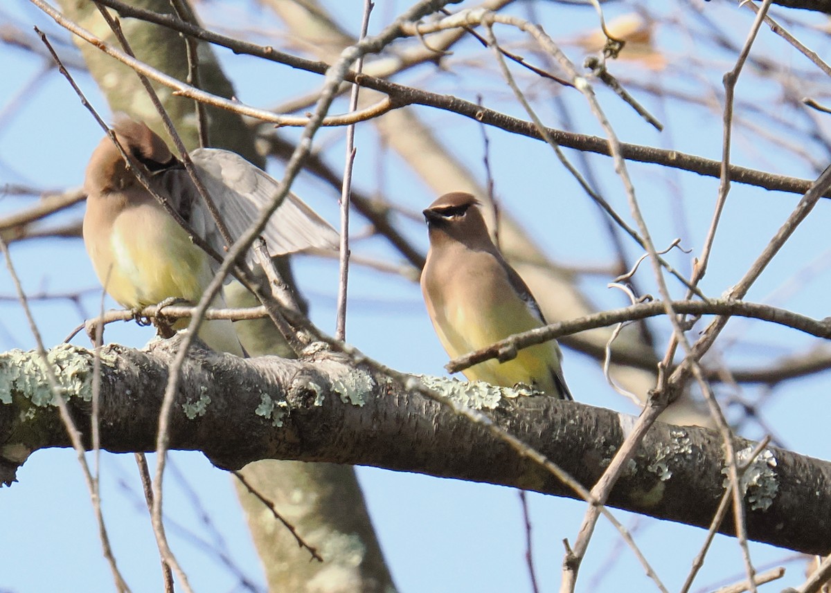 Sedir İpekkuyruğu - ML645115484
