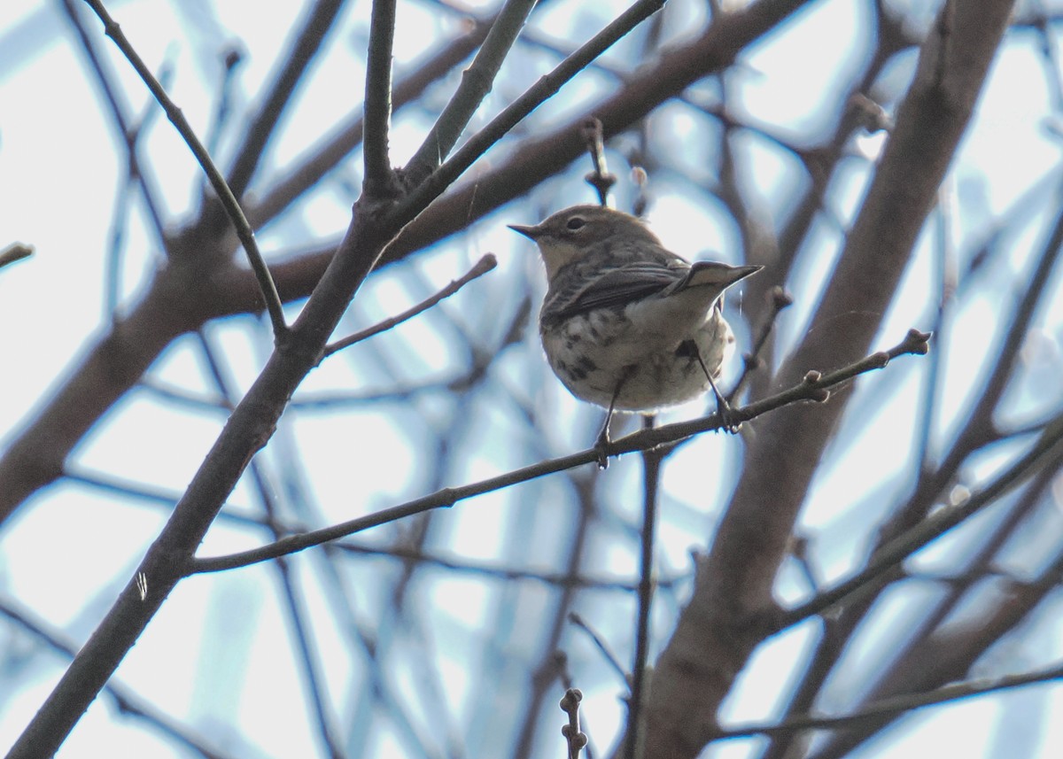 Taçlı Ötleğen - ML645115487