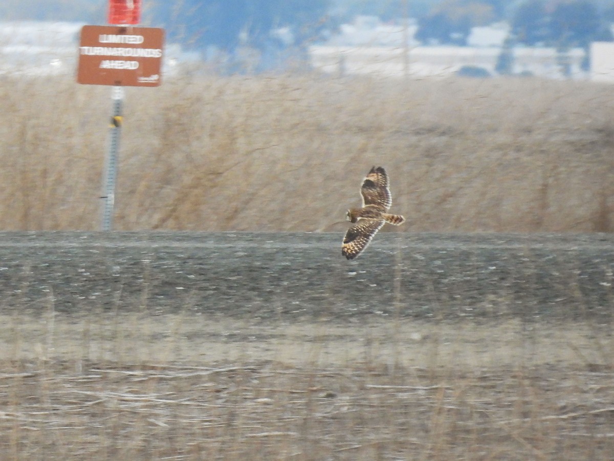 Short-eared Owl - ML645115488
