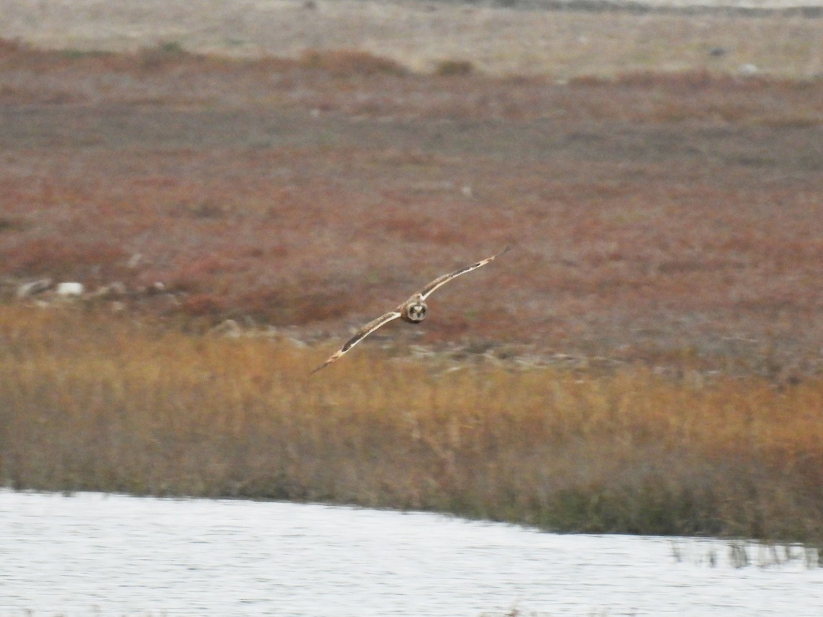 Short-eared Owl - ML645115489