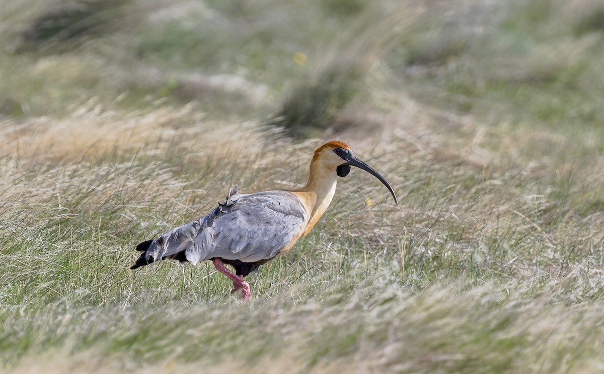 Bandurria Austral - ML645115490