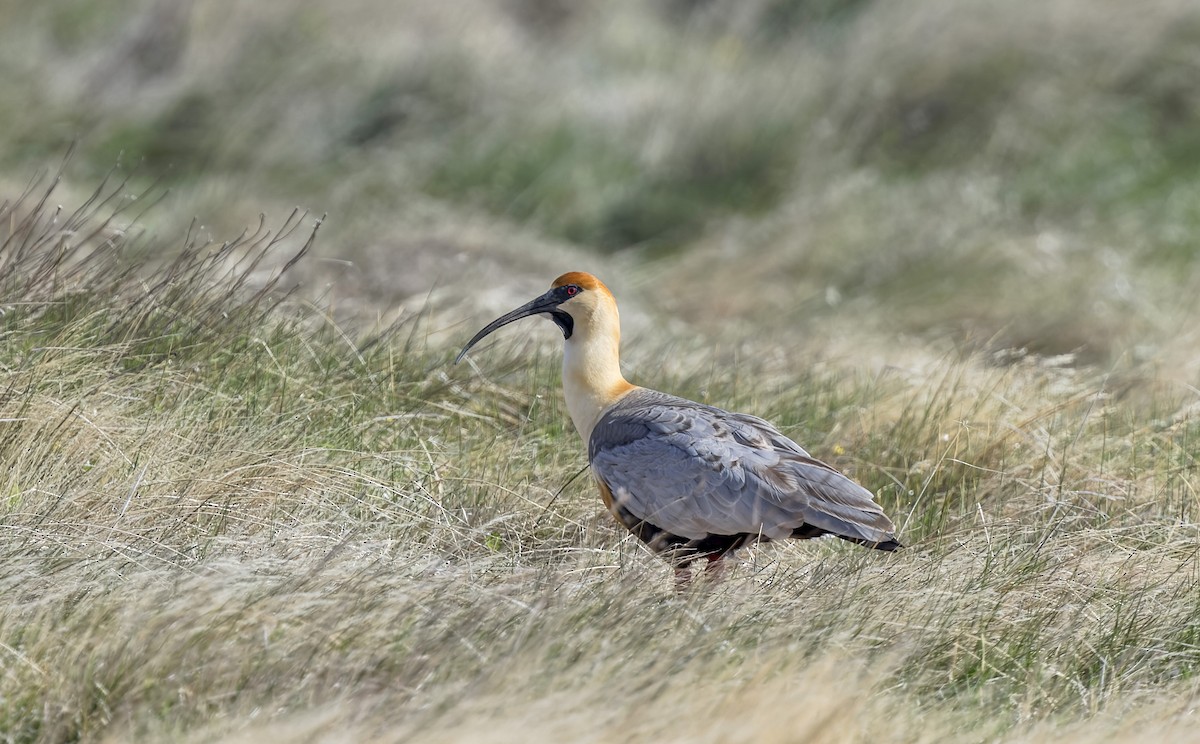 Bandurria Austral - ML645115491