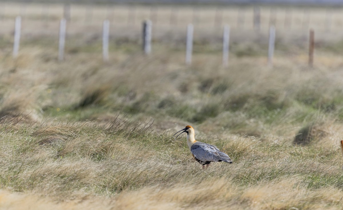 Bandurria Austral - ML645115492