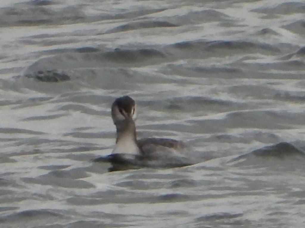 Отгот шунгуур - ML645115497