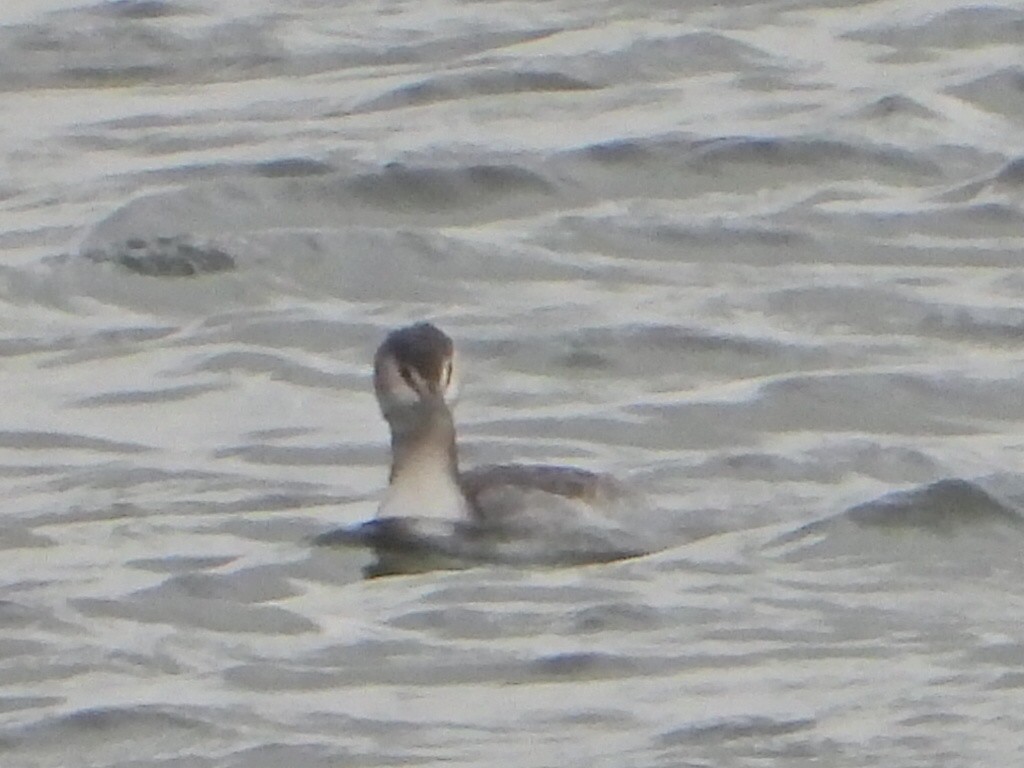 Отгот шунгуур - ML645115498