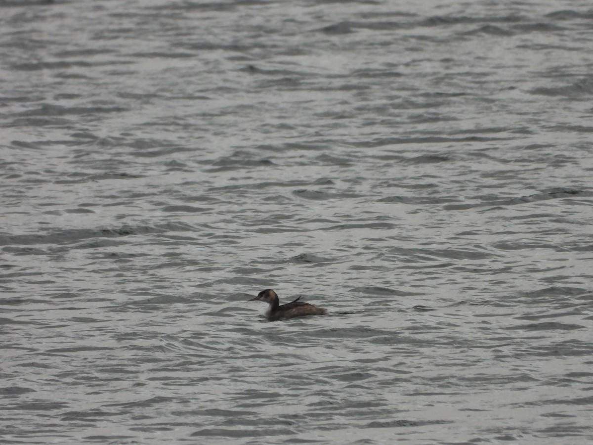 Отгот шунгуур - ML645115501