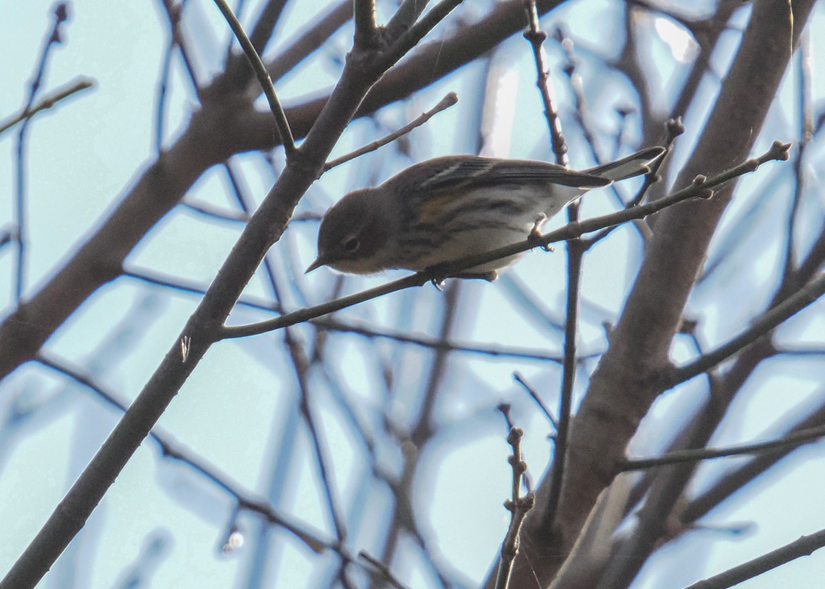 Reinita Coronada - ML645115502