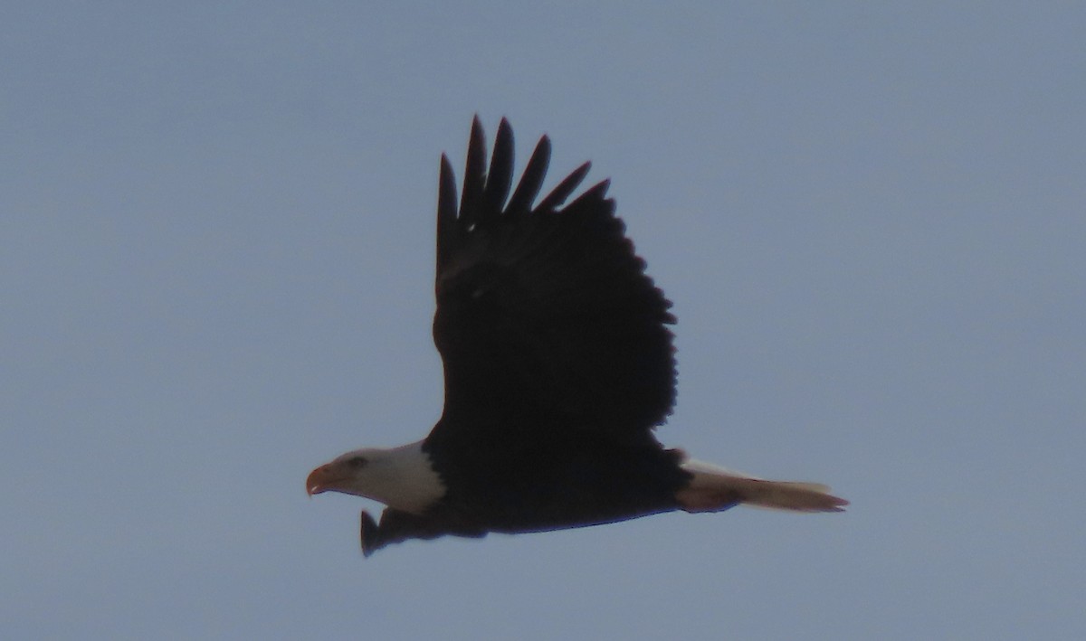 Pigargo Americano - ML645115504