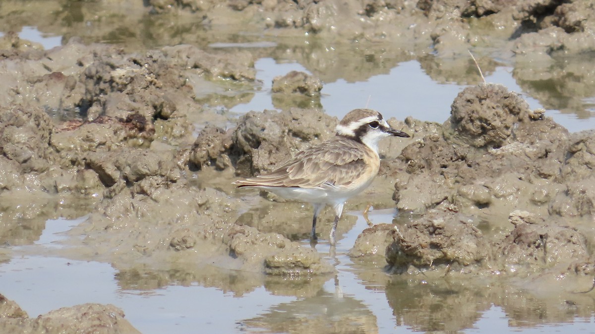 Chorlitejo Pecuario - ML645115505