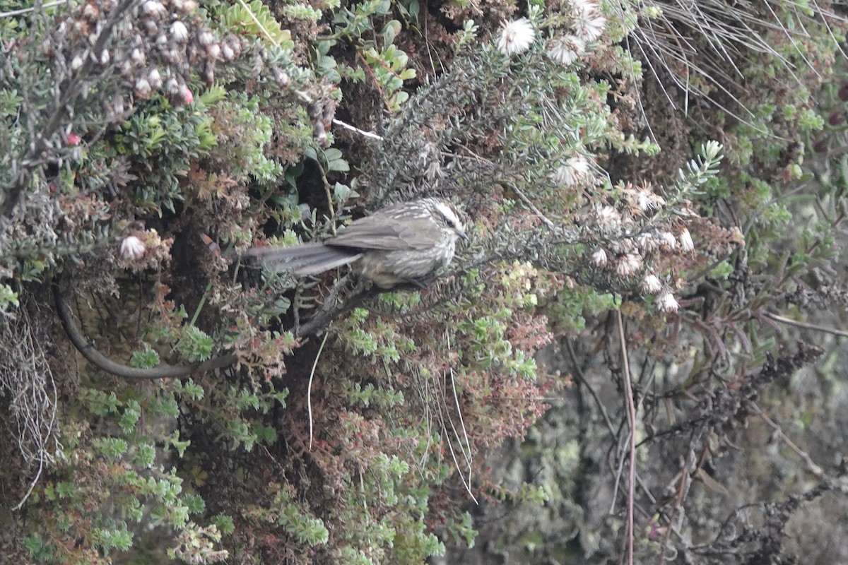 Tijeral Andino - ML645115506