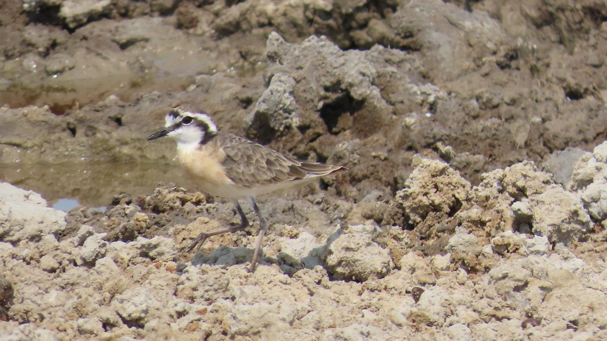 Chorlitejo Pecuario - ML645115507