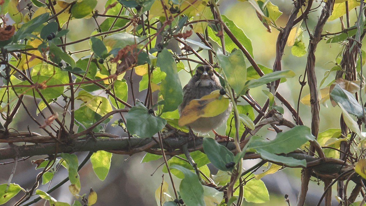 Chingolo Gorjiblanco - ML645115508