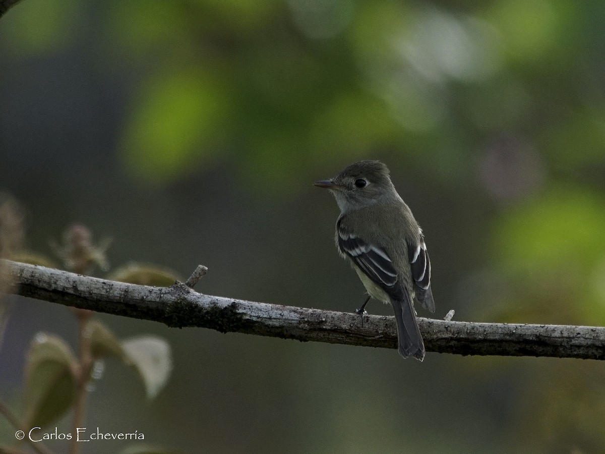 Least Flycatcher - ML64511551
