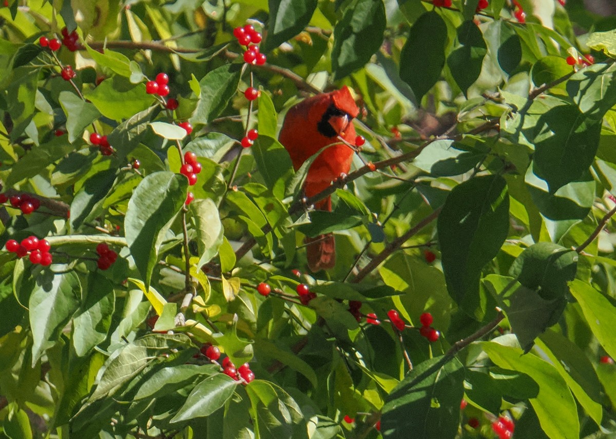 Cardenal Norteño - ML645115514