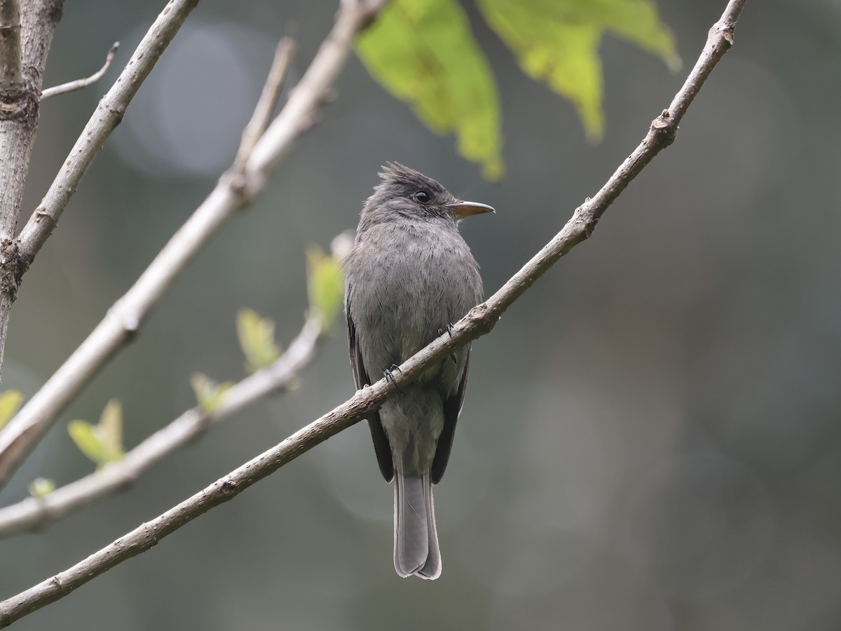 Pibí Ahumado - ML645115515