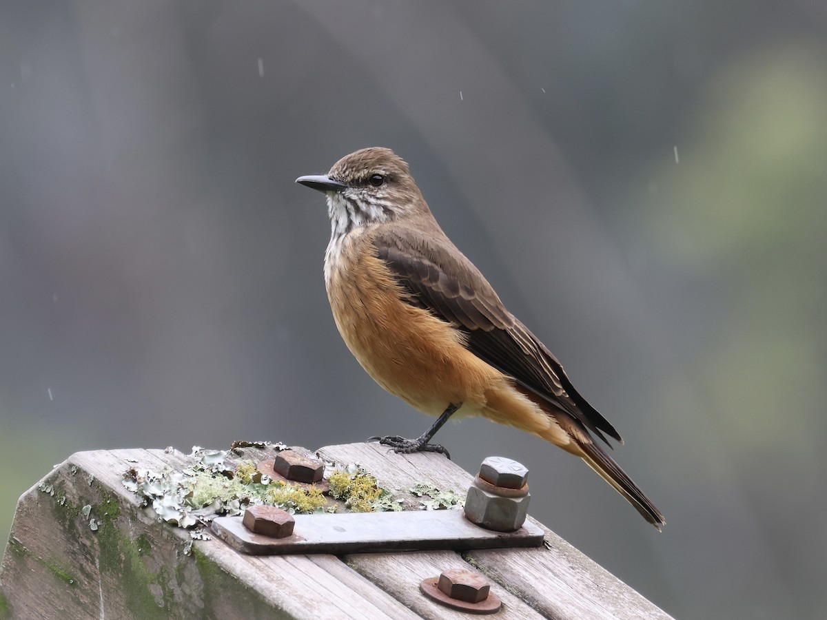 Birro Grande - ML645115518