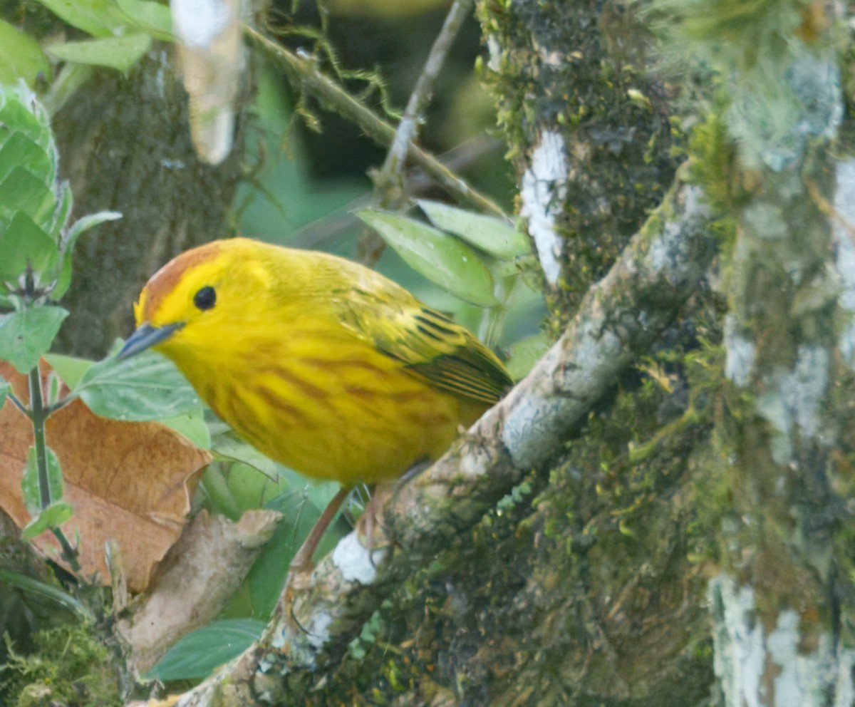 Reinita de Manglar (Galápagos) - ML645115519