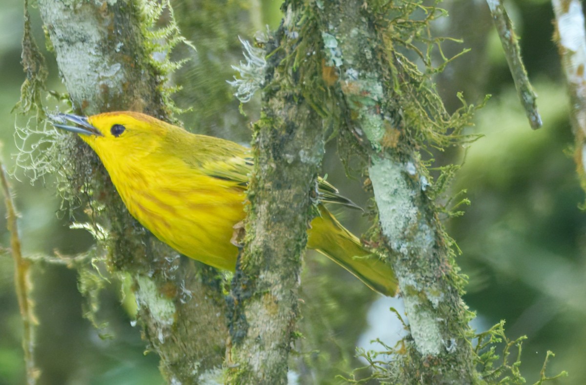 Reinita de Manglar (Galápagos) - ML645115520