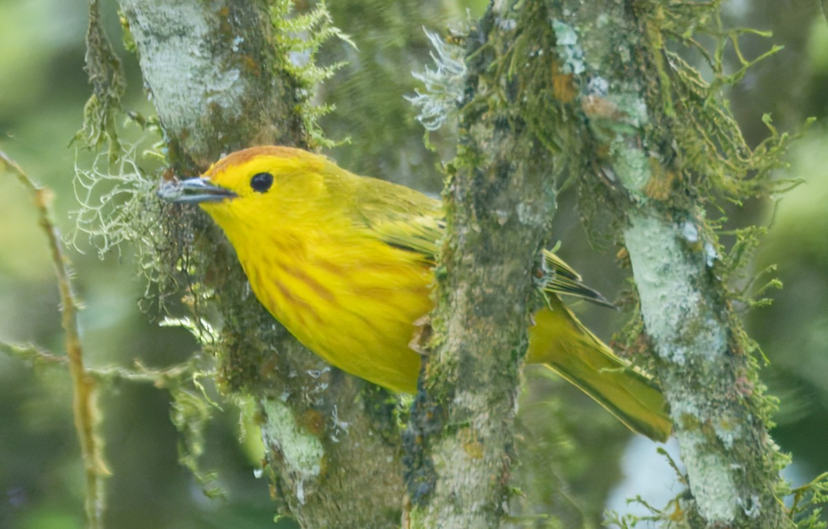 Reinita de Manglar (Galápagos) - ML645115521