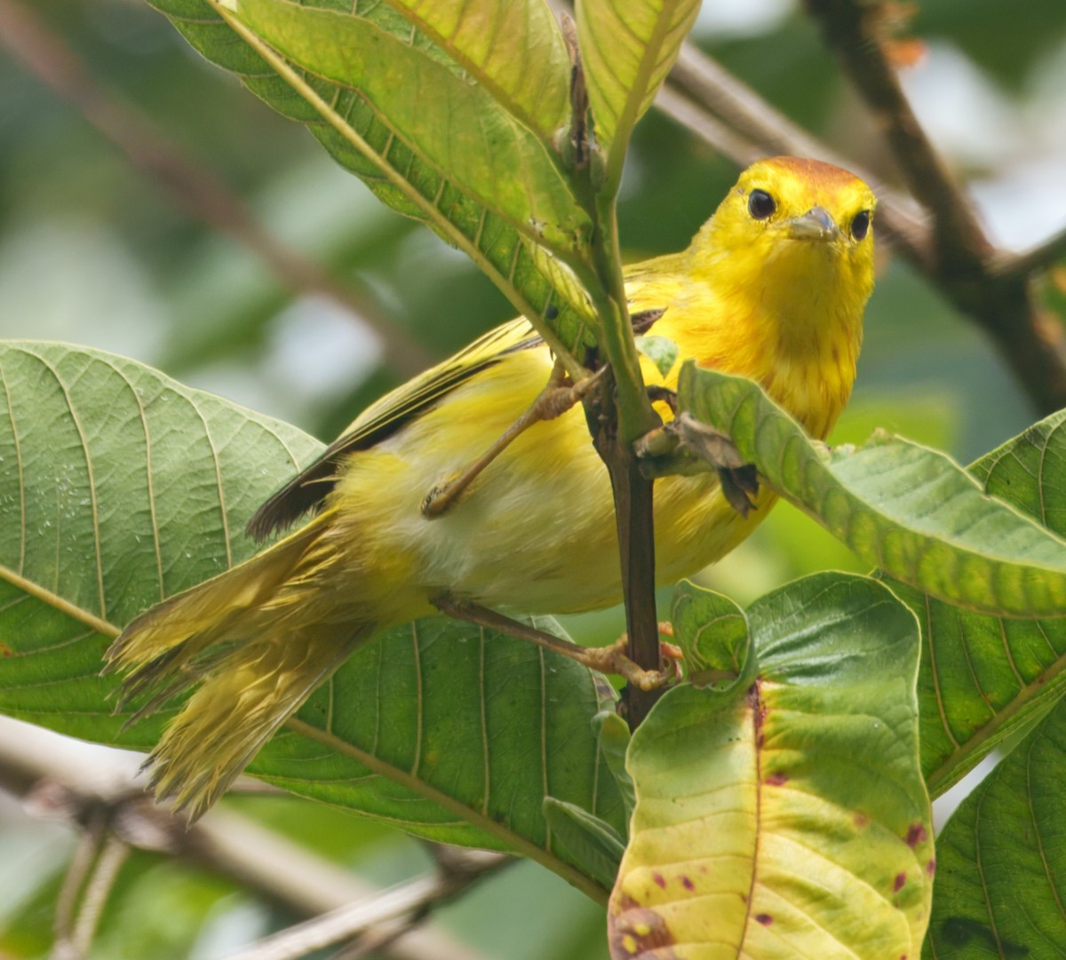 Reinita de Manglar (Galápagos) - ML645115522