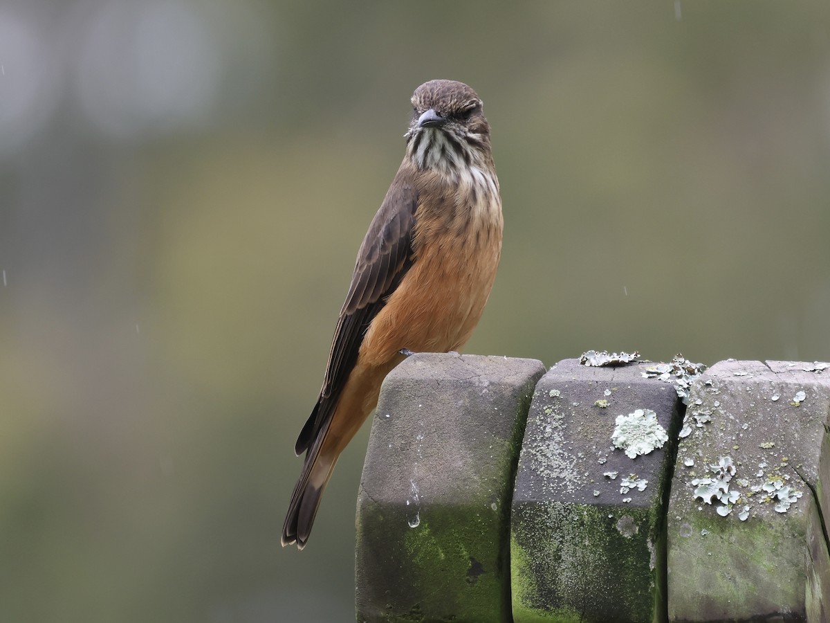 Birro Grande - ML645115526