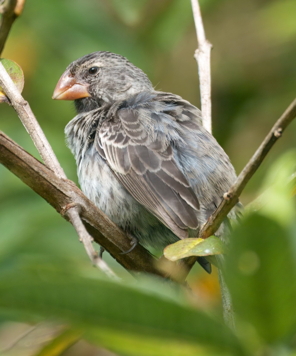 Pinzón de Darwin Fuliginoso - ML645115528